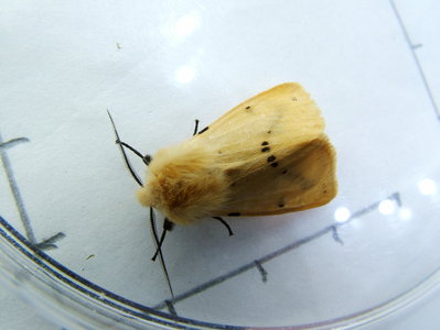 Buff Ermine